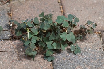 Horn-Sauerklee (Oxalis corniculatus) 