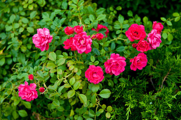 Rose bush with bright buds shot close-up
