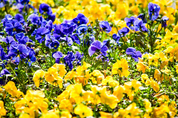 Blue and yellow viola is close