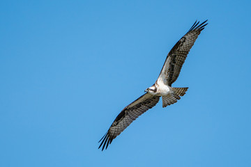 Osprey in Flight wings spread with blue background