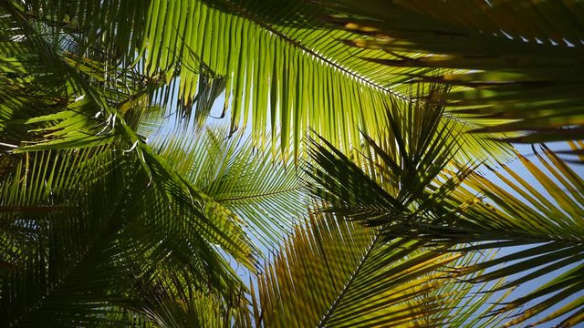 Palm tree leaves covering the sky