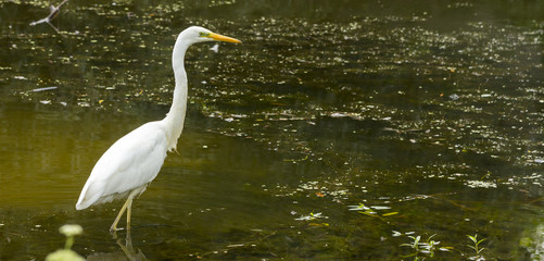Great egret Ardea alba A large white bird that preys on water