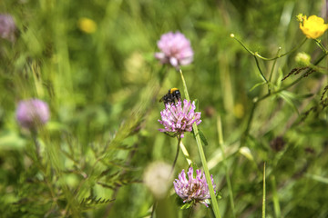 Wild bee collects honey from mountain flowers. A bee collecting pollen from a wildflower, Alps, Dolomites, Trentino Alto Adige.