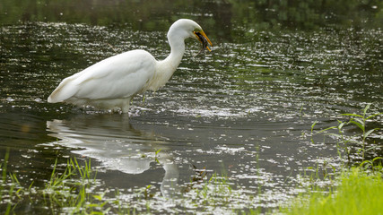 Obraz premium Great Egret Ardea alba Ardeidae family, has caught a fish. on a small lake in Kiev