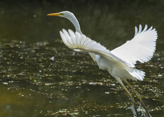 Great Egret Ardea alba in flight over Lake