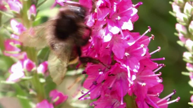 Bumblebee pollinates a Spiked Speedwell flower. A working bumble-bee walk around a bloom of Veronica spicata in the garden.
