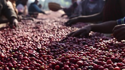 Coffee fruit being sorted for quality control.