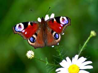 day butterflies