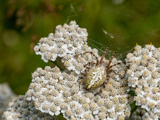 Aculepeira ceropegia. Oak Leaf spider spider orbitela acuminada feeding.