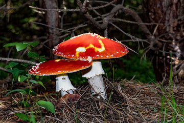Amanita Muscaria, poisonous mushroom. Pine forest background