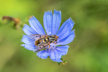 Hoverfly is sitting on a purple chicory flower. Animals in wildlife.
