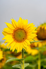 Close-up view of a young sunflower  over cloudy sky