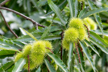 Sweet chestnut (Castanea sativa ) tree canopy with leaves and ripe chestnuts
