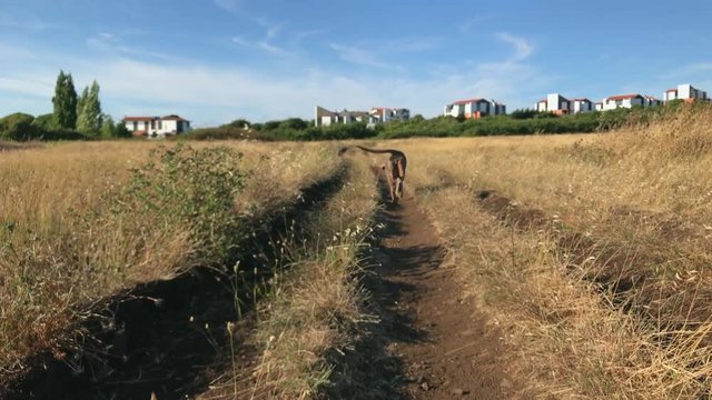grey weimeraner dog on the field walking away
