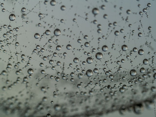 Gotas de agua en tela de araña