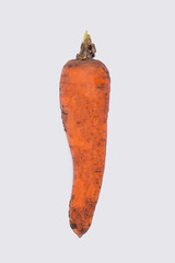 One dirty carrot. Isolated on white.