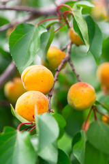 Ripe apricots on a tree in the rays of the summer sun.