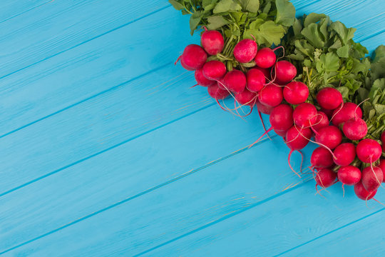 Many bunches of radish. Blue wood background. Free space for text, copy space.