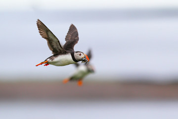 Atlantic puffin on Farne Island near the small city of Seahouses  in the northeast of England, United Kingdom