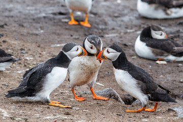 Fototapeta premium Atlantic puffin on Farne Island near the small city of Seahouses in the northeast of England, United Kingdom