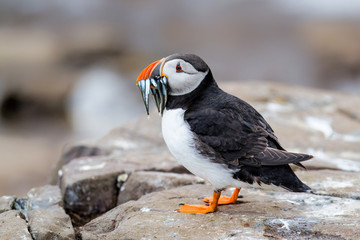 Atlantic puffin on Farne Island near the small city of Seahouses  in the northeast of England, United Kingdom