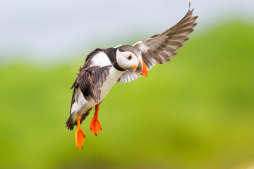 Atlantic puffin on Farne Island near the small city of Seahouses  in the northeast of England, United Kingdom