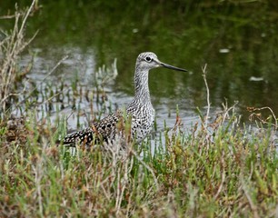 Summer Bird Sitings 22