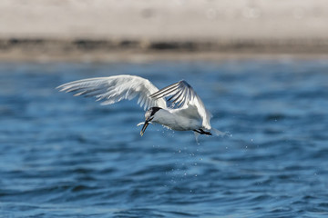 Seeschwalbe mit fisch