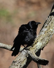 Summer Bird Sitings 17