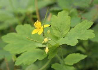 Flowering in the forest 