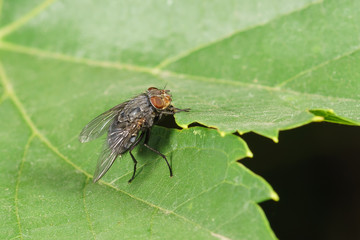 Home fly (lat. Musca domestica) family of true flies (lat. Muscidae) on a green leaf