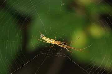 Bottom view of the long-legged spider knitter (lat. Tetragnatha)