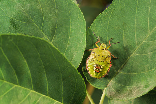 The green vegetable bug Nezara viridula L. is a wide polyphage damaging the plants more than 30 families