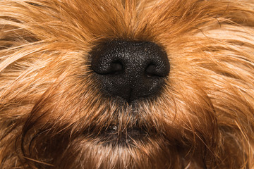 dog nose (yorkshire terrier)