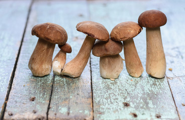 Raw forest mushrooms. Boletus edulis or porcini mushrooms in row on shabby blue background