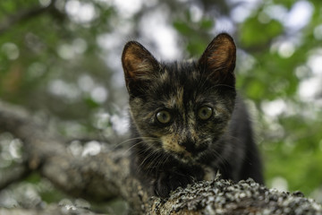 Kitten sneaking on the tree