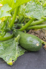 Green zucchini in the garden.