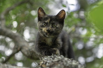 Naklejka na ściany i meble Kitten sneaking on the tree