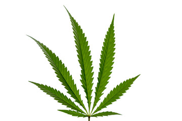 marijuana leaf isolated on white background.