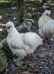Young Silkie chicken cockerels with white fluffy feathers roaming free in a garden