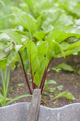beets growing in the garden