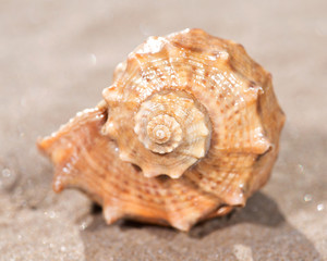 The mollusc (or mollusk) shell is typically a calcareous exoskeleton which encloses, supports and protects the soft parts of an animal in the phylum Mollusca, which includes snails, clams, tusk shells