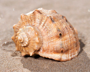 The mollusc (or mollusk) shell is typically a calcareous exoskeleton which encloses, supports and protects the soft parts of an animal in the phylum Mollusca, which includes snails, clams, tusk shells