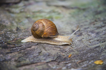 Big snail in the sink crawling on the Board