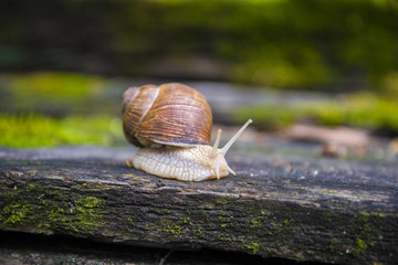 Big snail in the sink crawling on the Board