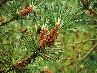 Flowers on the branches of a pine tree in spring