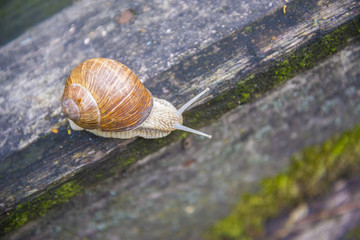 Big snail in the sink crawling on the Board