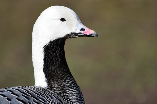 Emperor Goose - eBird