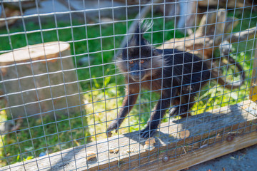 crested mangabey monkey in zoo. life in custody