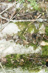 Forest floor background